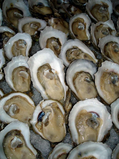 Pictures Of Oyster - Free Oyster pictures 